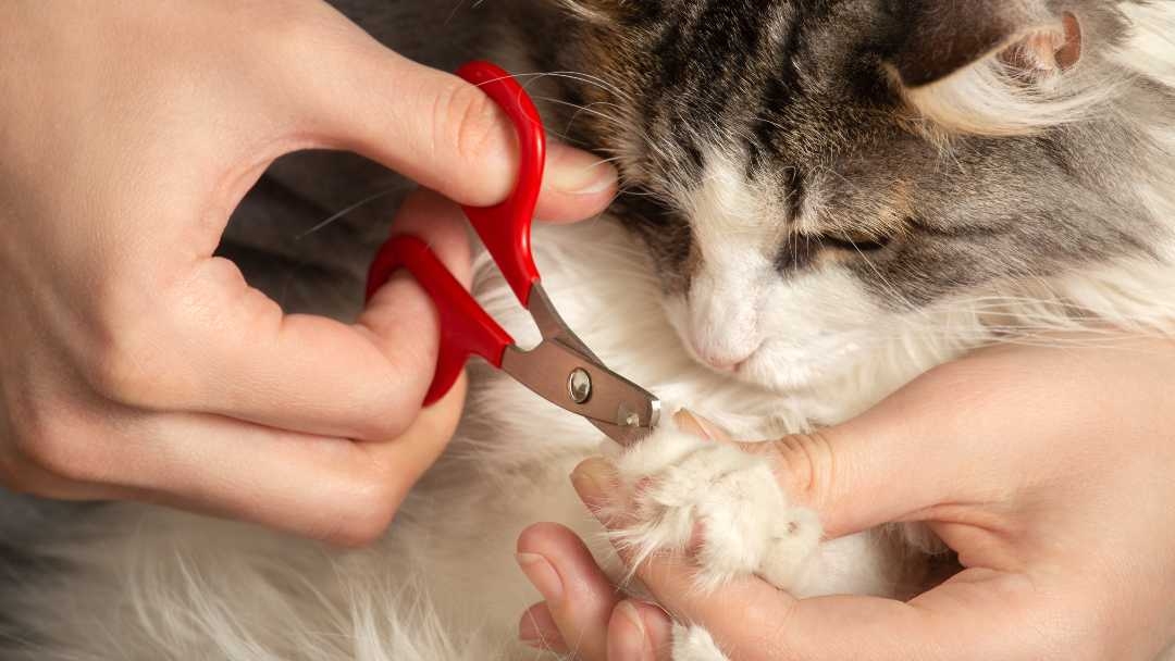 Scratching post shop that trims nails